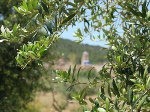 campo de olivos pueblo