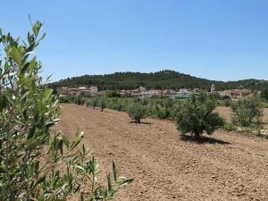 campo de olivos pueblo