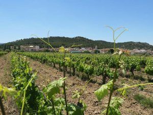campo de olivos pueblo