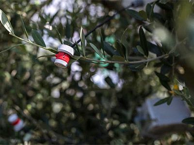 tapón olivo octobris